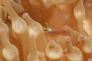 「クマノミ(Anemonefish)」のサムネイル画像