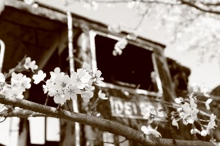 「ソメイヨシノ(染井吉野)」のサムネイル画像