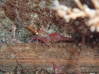 「サラサエビ」のサムネイル画像
