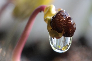 「暁の紅」のサムネイル画像