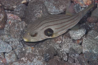 「スジモヨウフグ 」のサムネイル画像