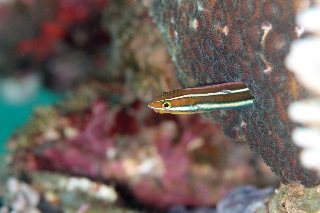 「ミナミギンポ(Tube-worm Blenny)」のサムネイル画像