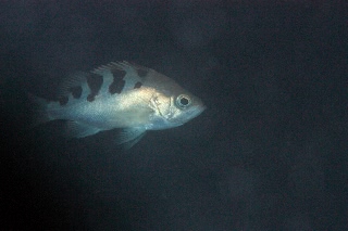 「無題」のサムネイル画像