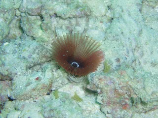 「オオメケヤリ」のサムネイル画像