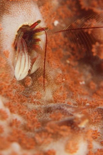「カンザシヤドカリ(Coral Hermit Crab)」のサムネイル画像
