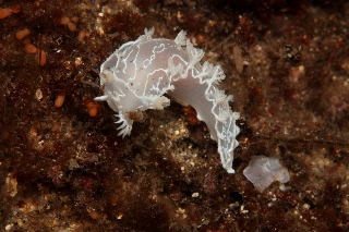 「シロホクヨウウミウシ」のサムネイル画像