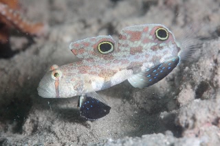 「カニハゼ」のサムネイル画像