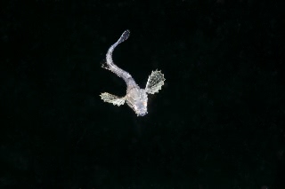 「オコゼカジカ」のサムネイル画像