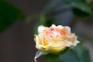 「バラ」のサムネイル画像