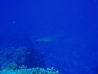 「ネムリブカ(Whitetip reef shark)」のサムネイル画像