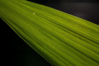 「植物の仲間」のサムネイル画像