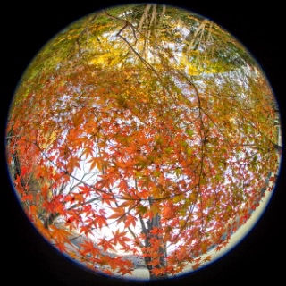 「イロハモミジ(イロハカエデ)」のサムネイル画像