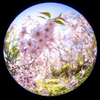 「ヤエベニシダレ(八重紅枝垂)」のサムネイル画像