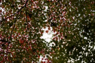 「無題」のサムネイル画像