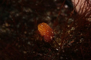 「トゲトゲウミウシ」のサムネイル画像