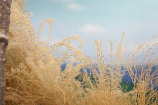 「ススキの原」のサムネイル画像