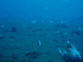「シロガヤ」のサムネイル画像