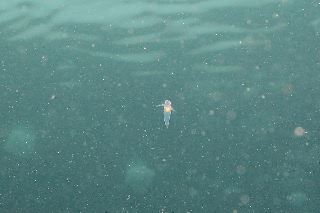 「クリオネ」のサムネイル画像