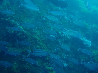 「クマザサハナムロ」のサムネイル画像