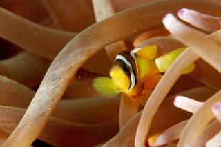 「クマノミ(Anemonefish)」のサムネイル画像