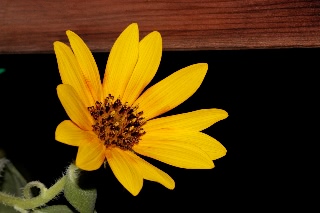 「バイカラーミックス」のサムネイル画像