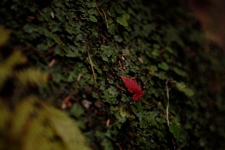 「カエデ」のサムネイル画像