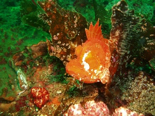 「ボロカサゴ」のサムネイル画像