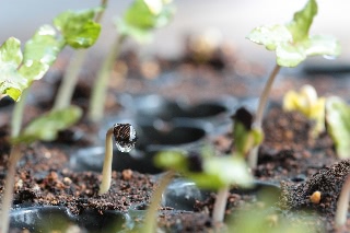 「桔梗咲き朝顔」のサムネイル画像