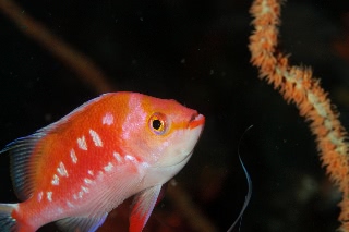 「サクラダイ」のサムネイル画像