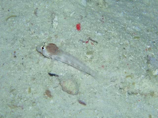 「ハゼの仲間」のサムネイル画像