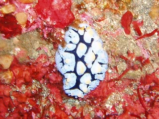 「タテヒダイボウミウシ(ラドマンイボウミウシ)」のサムネイル画像