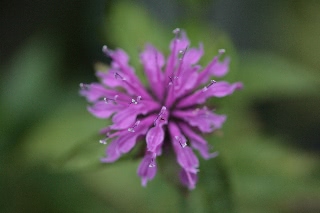 「ベルガモット(Bergamot,モナルダ・ディディマ)」のサムネイル画像