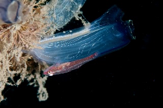 「無題」のサムネイル画像