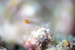 「ナデシコイソハゼ」のサムネイル画像