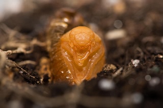 「コガネムシ」のサムネイル画像