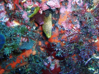 「ワカウツボ」のサムネイル画像