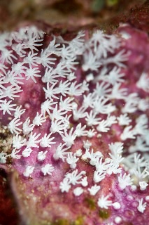 「サンゴの仲間」のサムネイル画像