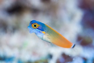 「tail spotted blenny」のサムネイル画像