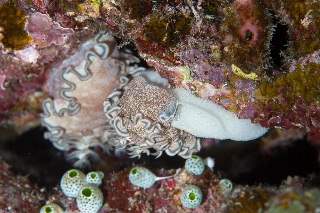 「タヌキイロウミウシ」のサムネイル画像