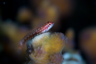 「ハナグロイソハゼ」のサムネイル画像