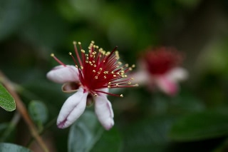 「フェイジョア」のサムネイル画像