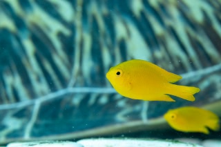 「スズメダイの仲間」のサムネイル画像