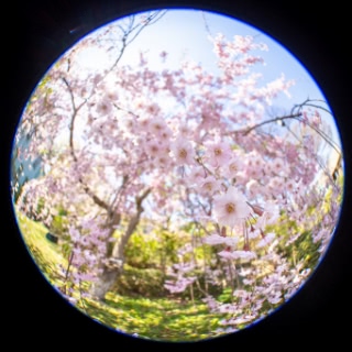 「ヤエベニシダレ(八重紅枝垂)」のサムネイル画像