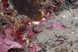 「ヒメセミエビ属の仲間」のサムネイル画像