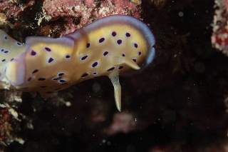 「オトヒメウミウシ」のサムネイル画像