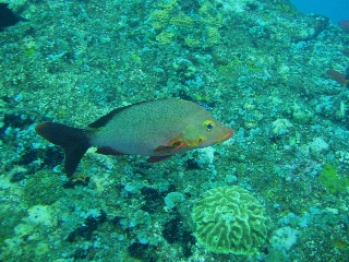 「ヒメフエダイ」のサムネイル画像