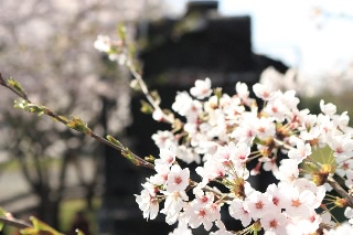 「ソメイヨシノ(染井吉野)」のサムネイル画像