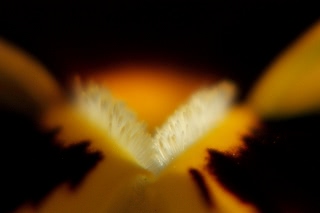 「パンジー」のサムネイル画像