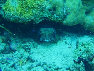 「ヒトヅラハリセンボン(black-blotched porcupinefish)」のサムネイル画像