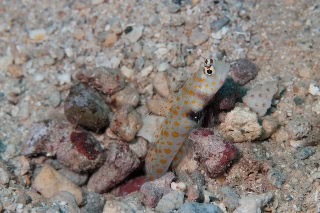 「ヤマブキハゼ(Orange-spotted shrimp Goby)」のサムネイル画像